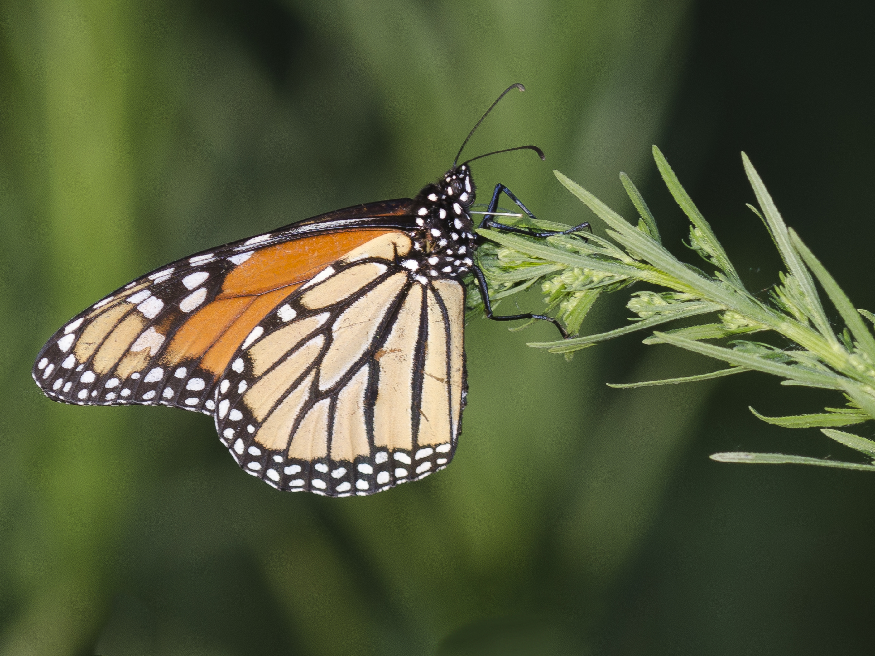 Native Milkweeds | Xerces Society